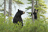 Black bear (Ursus americanus), female standing on the shore of a lake with her four-month-old cub next to her in a tree. La Mauricie National Park. Quebec. Canada.