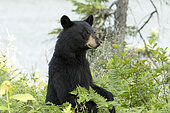 Black bear (Ursus americanus), female standing on the shore of a lake and watching. La Mauricie National Park. Quebec. Canada.