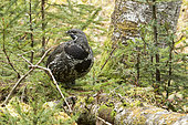 Spruce Grouse (Falcipennis canadensis) male standing on a stump and watching. Parc de la Gaspésie. Quebec. Canada