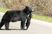 Black bear (Ursus americanus). Female crossing a road with her two-month-old cub hanging around her neck. Forillon National Park. Quebec. Canada.