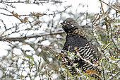 Spruce Grouse (Falcipennis canadensis) male on a balsam fir tree and watching. Parc de la Gaspésie. Quebec. Canada