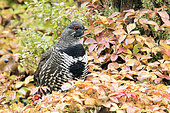 Male spruce grouse (Falcipennis canadensis) on a bed of Bunchberry dogwoods in autumn colour. Parc de la Gaspésie. Quebec. Canada