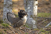 Ruffed grouse (Bonasa umbellus) male in territorial behaviour. Upper Mauricie region. Quebec. Canada