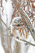 Northern Saw-whet owl (Aegolius acadicus) on a branch after a snowfall. Mauricie region. Quebec. Canada