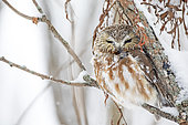 Northern Saw-whet owl (Aegolius acadicus) on a branch after a snowfall. Mauricie region. Quebec. Canada