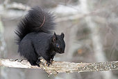Eastern grey squirrel (Sciurus carolinensis) on a branch and watching. This squirrel is a grey squirrel with a defective pigment gene given by the fox squirrel (Sciurus niger), which makes the colour of its fur darker. Mauricie region. Quebec. Canada