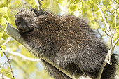 North American porcupine (Erethizon dorsatum) sleepin on an aspen branch. Forillon National Park. Quebec. Canada.