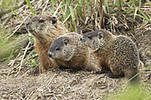 Woodchuck (Marmota monax) adult and its young of the year watching from their burrow. Lanaudière region. Quebec. Canada.