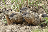 Woodchuck (Marmota monax) adult and its young of the year watching from their burrow. Lanaudière region. Quebec. Canada.