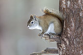 Ecureuil roux d'Amérique du Nord (Tamiasciurus hudsonicus) perché sur une branche de conifère et observant. Région de la Mauricie. Québec. Canada
