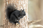 Eastern grey squirrel (Sciurus carolinensis) perched on a branch and watching. A case of melanism. This squirrel is a grey squirrel with a defective pigment gene given by the fox squirrel (Sciurus niger), which makes the colour of its fur darker. Mauricie region. Quebec. Canada