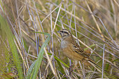 Rock Bunting (Emberiza cia) perched in scrub, Vaucluse, France
