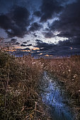 Cloudy sky at sunrise in a reed bed in the Camargue, France