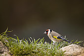 Goldfinch (Carduelis carduelis) in grass, Vaucluse, France