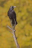 Carrion crow (Corvus corone) on a dead branch, Vaucluse, France