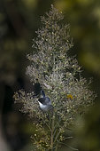 Sardinian Warbler (Sylvia melanocephala) on a bush, Vaucluse, France