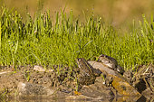 Lowland frog (Pelophylax ridibundus) at the edge of a pond, Vaucluse, France