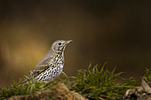 Song Thrush (Turdus philomelos) on ground, Vaucluse, France