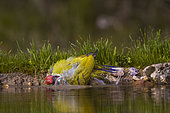 Green woodpecker (Picus viridis) male bathing in a pond, Vaucluse, France