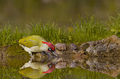 Green woodpecker (Picus viridis) male drinking in a pond, Vaucluse, France