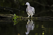 Wood pigeon (Columba palumbus) and its reflection on a bank of a dead branch of the Rhône, Vaucluse, France