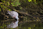 Wood pigeon (Columba palumbus) drinking on a bank of a dead branch of the Rhône, Vaucluse, France