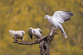 Eurasian Collared Doves (Streptopelia decaocto) on a dead cherry tree branch, Vaucluse, France