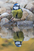Blue Tit (Cyanistes caeruleus) on pebbles at the water's edge, Oise, Picardie, France