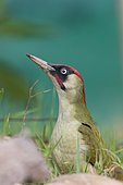 European Green Woodpecker (Picus viridis) on the ground, Geneva Basin, Switzerland