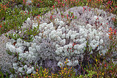 Toundra vegetation, Hamra National Parc, Sweden