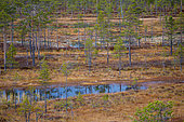 Peat bog, Hamra National Park, Sweden