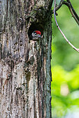 Spotted woodpecker (Dendrocopos major) in its lodge, Oise, Picardie, France