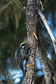 Eurasian Three-toed Woodpecker (Picoides tridactylus) on a trunk, Canton Valais, Switzerland