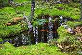 Forest pond, Skuleskogen National Parc, Sweden