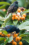 Common Starling (Sturnus vulgaris) eating fruits on the tree, Canton of Geneva, Switzerland