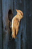 Eurasian Wryneck (Jynx torquilla) at the entrance to the nesting box, Canton Vaud, Switzerland