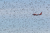 Common Starling (Sturnus vulgaris), flock of birds and airliner, Canton Geneva, Switzerland
