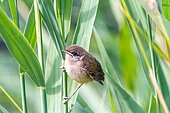 Red-winged Warbler (Acrocephalus scirpaceus) young on reed