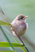 Red-winged Warbler (Acrocephalus scirpaceus) young on reed