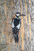 Spotted woodpecker (Dendrocopos major) at the entrance to its nest