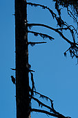 Three-toed woodpecker (Picoides tridactylus) on a trunk, Canton Valais, Switzerland