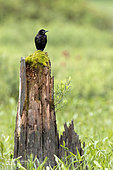 Common Grackle (Quiscalus quiscula) on a dead tree and observing. La Mauricie National Park. Quebec. Canada