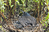 Quiscale bronzé (Quiscalus quiscula) couché sur le nid pour protéger ses oisillons de la pluie. Parc national de la Mauricie. Québec. Canada