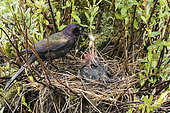 Common Grackle (Quiscalus quiscula) back to the nest with a frog to feed its chicks. La Mauricie National Park. Quebec. Canada