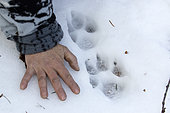 Wolf paw prints in the snow. La Mauricie National Park. Quebec. Canada