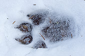 Wolf paw prints in the snow. La Mauricie National Park. Quebec. Canada