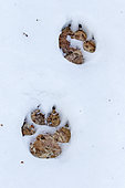Wolf paw prints in the snow. La Mauricie National Park. Quebec. Canada