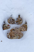 Wolf paw print in the snow. La Mauricie National Park. Quebec. Canada