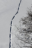 Tracks left by a river otter (Lontra canadensis) on a frozen lake. La Mauricie National Park. Quebec.