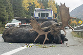 Moose (Alces americanus) towed on a platform to evacuate it after a collision with a vehicle. Parc de la Gaspésie. Quebec. Canada